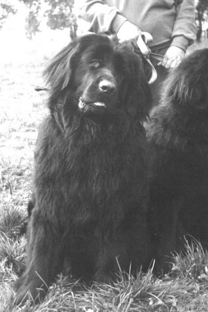 Фото: ньюфаундленд Санита Олс