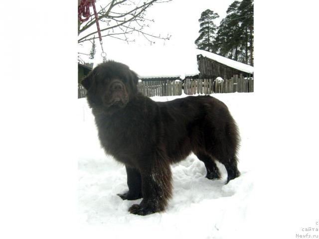 Фото: ньюфаундленд Фанньюф Акудзява Назаровна