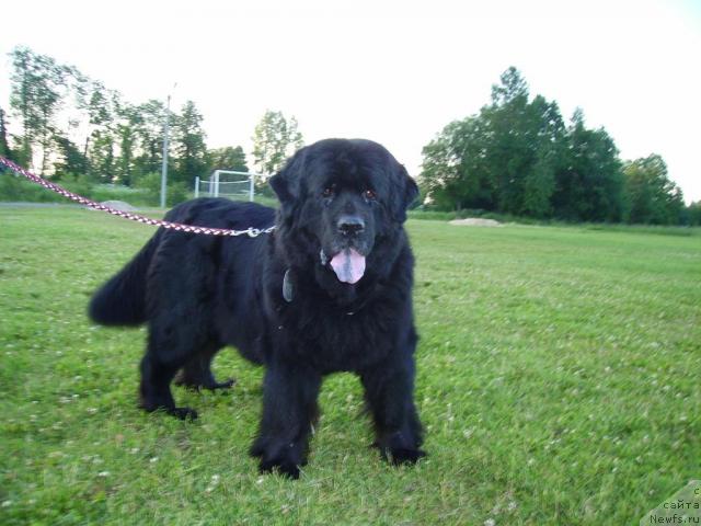 Фото: ньюфаундленд Арабелла Дочь Вивата
