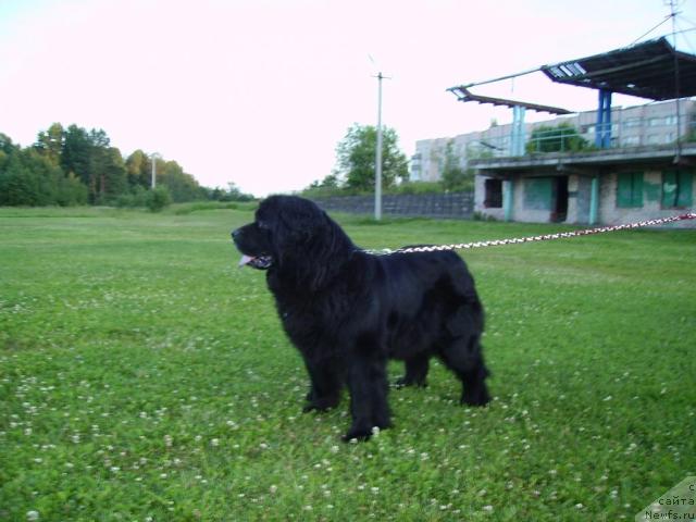 Фото: ньюфаундленд Арабелла Дочь Вивата