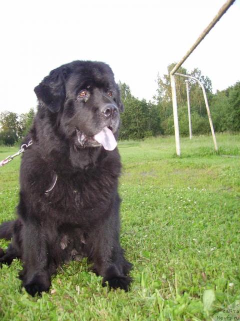 Фото: ньюфаундленд Арабелла Дочь Вивата