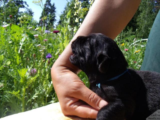 Фото: ньюфаундленд Фанньюф Альфелина Бледанс