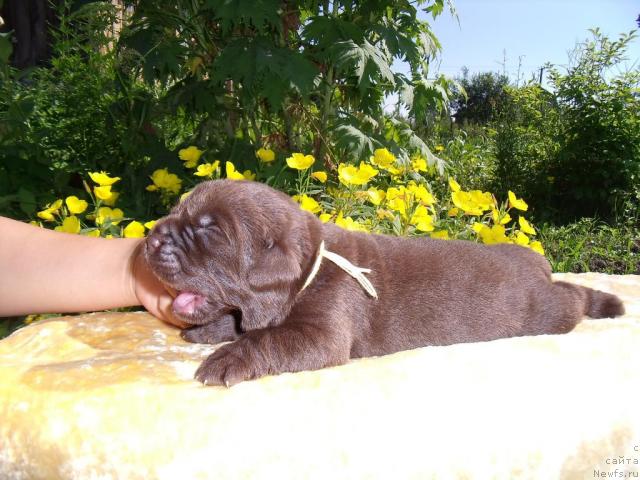 Фотография № 45787