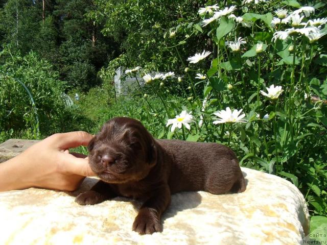 Фото: ньюфаундленд Фанньюф Анна Барбара Иулия