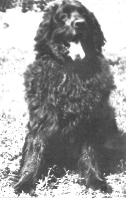 Фото: ньюфаундленд Айдар