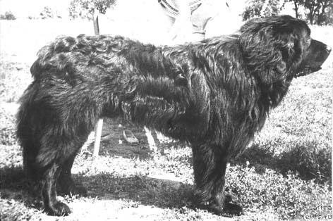 Фото: ньюфаундленд Бен Джойс