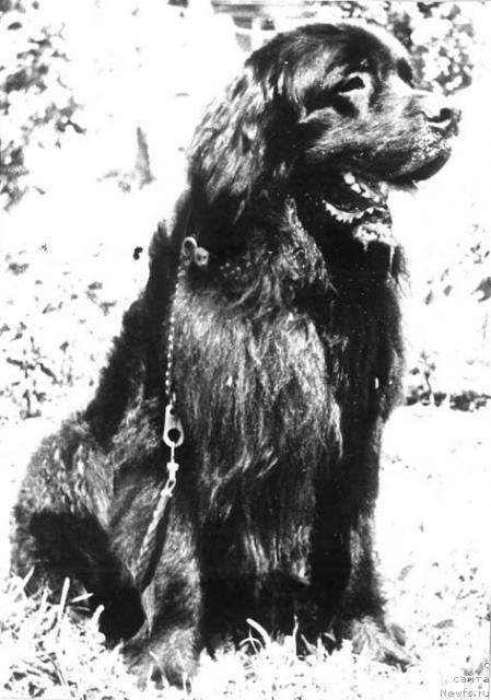 Фото: ньюфаундленд Вэлфрид Анкьюэр