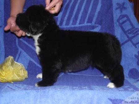 Фото: ньюфаундленд Икона Стиля