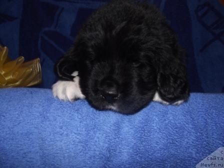 Фото: ньюфаундленд Икона Стиля