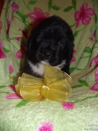 Фото: ньюфаундленд Икона Стиля