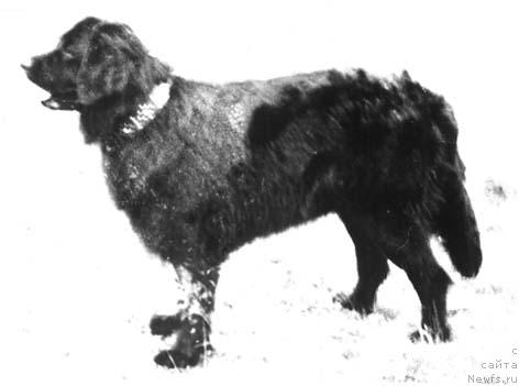 Фото: ньюфаундленд Хильда