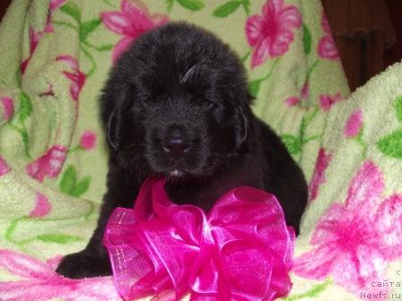 Фото: ньюфаундленд Императрица Красоты