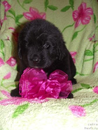 Фото: ньюфаундленд Императрица Красоты