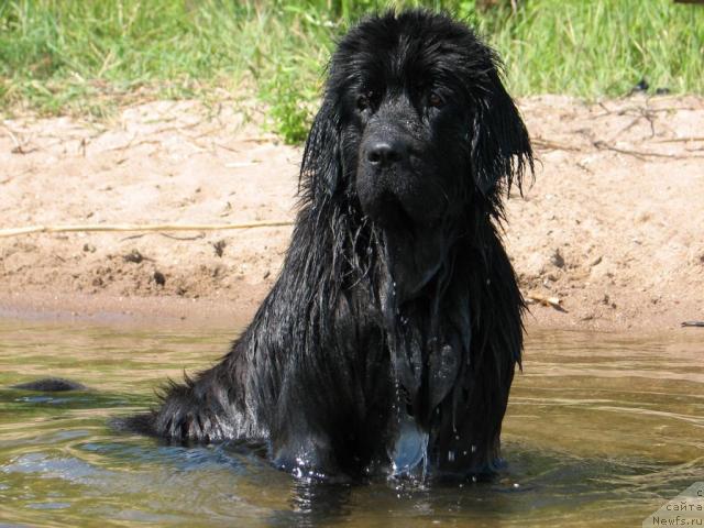Фото: ньюфаундленд Лунная Красавица