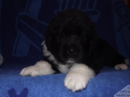 Фото: ньюфаундленд Изольда Избранница Судьбы