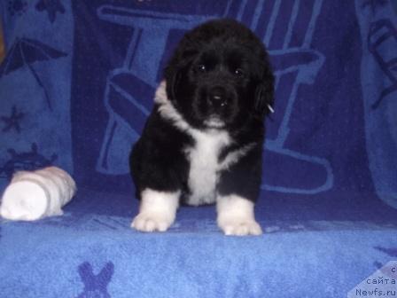 Фото: ньюфаундленд Изольда Избранница Судьбы