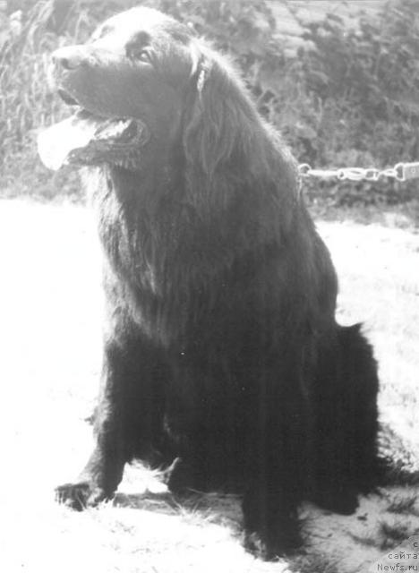 Фото: ньюфаундленд Грейс де Лин О'Кок