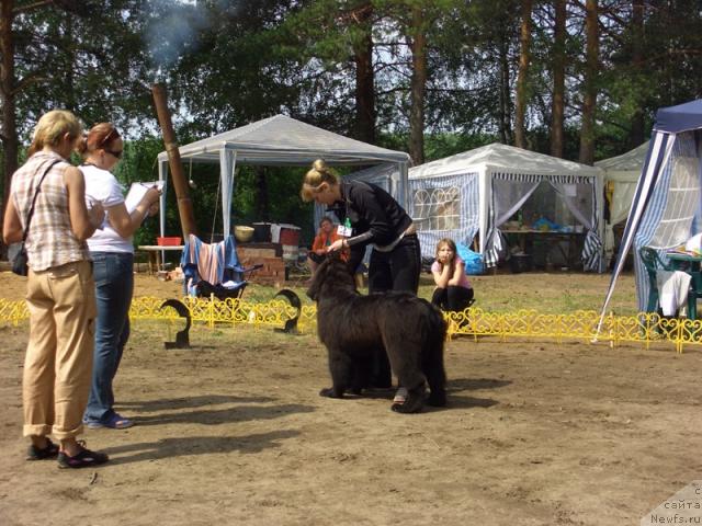 Фото: ньюфаундленд Баловень Судьбы