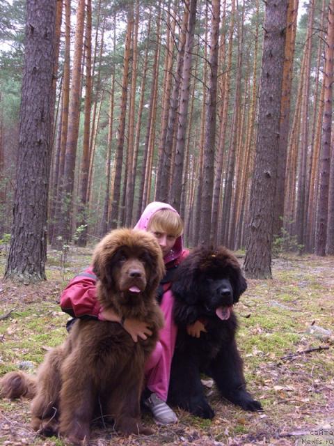 Фото: ньюфаундленд Баловень Судьбы, ньюфаундленд Бархатка Роскошная