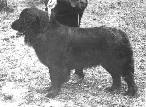 Фото: ньюфаундленд Чилита