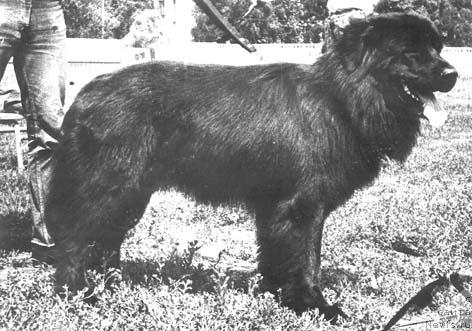 Фото: ньюфаундленд Рекси Берри Джой