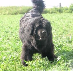Фото: ньюфаундленд Севертан Рожденная Легендой