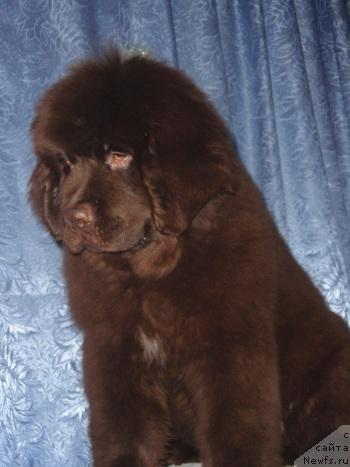 Фото: ньюфаундленд Анджело Орсо Вильям