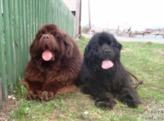 Фото: ньюфаундленд Супер Премиум Брабус, ньюфаундленд Експрессия  из Медвежьего Яра