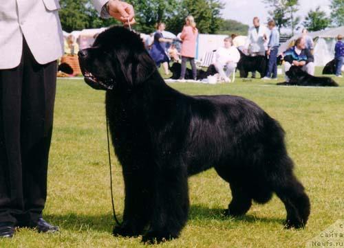 Фото: ньюфаундленд Midnight Lady's Express Yourself