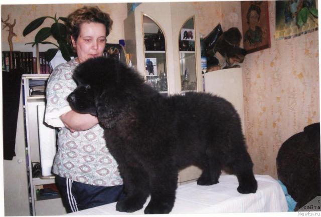 Фото: ньюфаундленд Отрада Моя от Сибирского Медведя