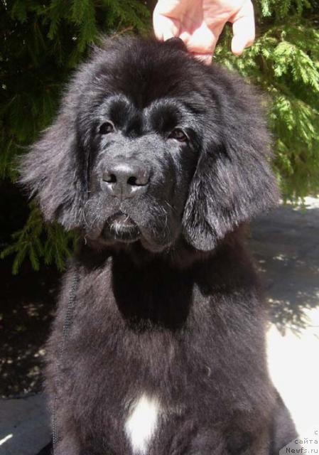 Фотография № 45918