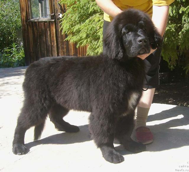 Фотография № 45920