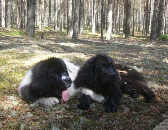 Фотография № 45923