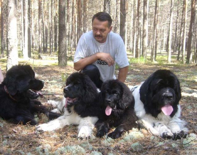 Фото: ньюфаундленд Ньюфорт Млечный Путь, ньюфаундленд Супер Премиум Женева (Super Premium Zheneva), ньюфаундленд Супер Премиум Жани Моник, ньюфаундленд Супер Бизон Батон, Сергей Селезнев