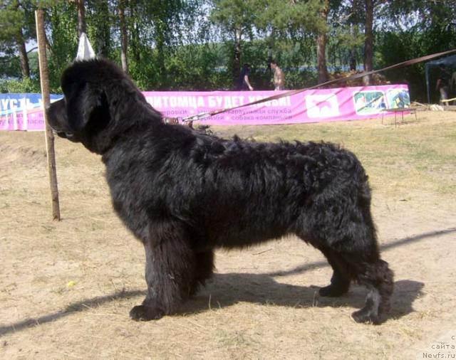 Фото: ньюфаундленд Ньюфорт Млечный Путь