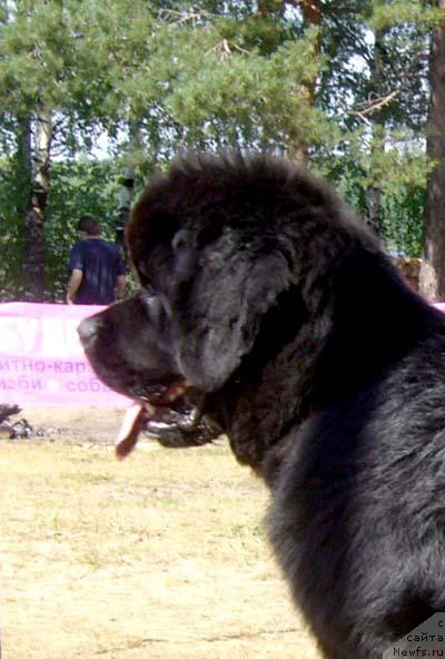 Фото: ньюфаундленд Ньюфорт Млечный Путь