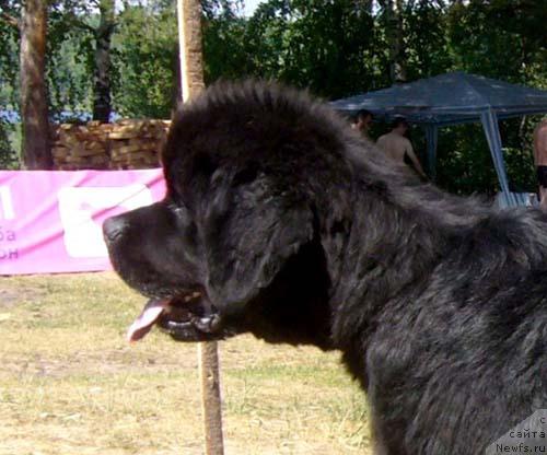 Фото: ньюфаундленд Ньюфорт Млечный Путь