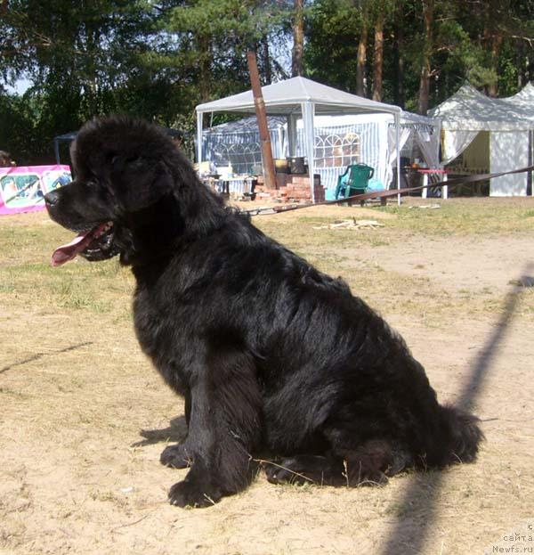 Фото: ньюфаундленд Ньюфорт Млечный Путь