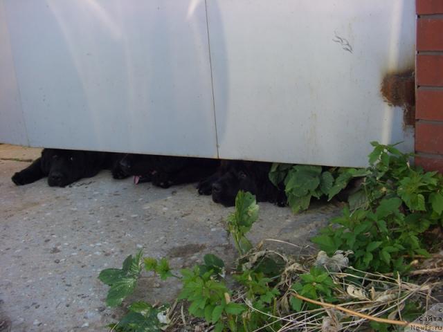 Фото: ньюфаундленд Баловень Судьбы