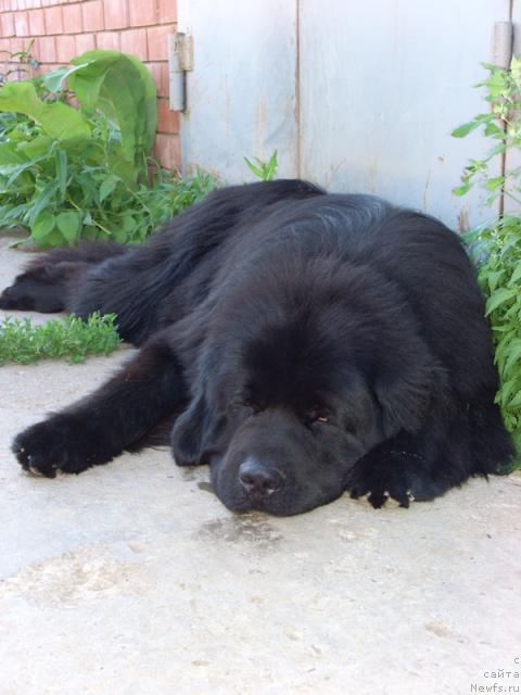 Фото: ньюфаундленд Ньюфорт Лунный Бархат