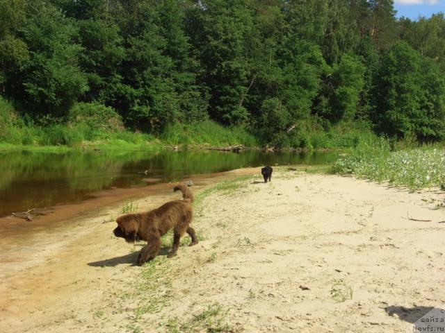 Фото: ньюфаундленд Бархатка Роскошная