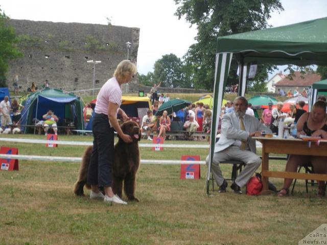 Фото: ньюфаундленд Newettas Vanessa