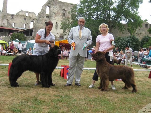 Фото: ньюфаундленд Samson Vialiki Miadzvedz, ньюфаундленд Newettas Vanessa