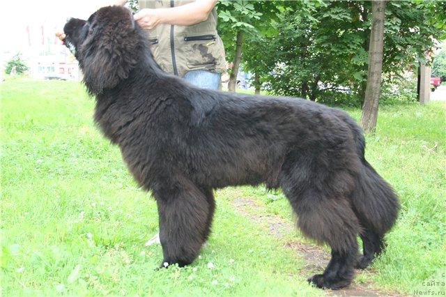 Фотография № 45974