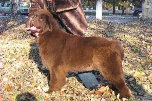 Фото: ньюфаундленд Ёка Она с Берега Дона (Joka Ona s Berega Dona)