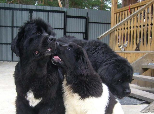 Фото: ньюфаундленд Супер Бизон Анталия, ньюфаундленд Супер Премиум Женева (Super Premium Zheneva), ньюфаундленд Fiamettahauz Behemoth at Ovatsia (Фиаметтахауз Бегемот эт Овация)