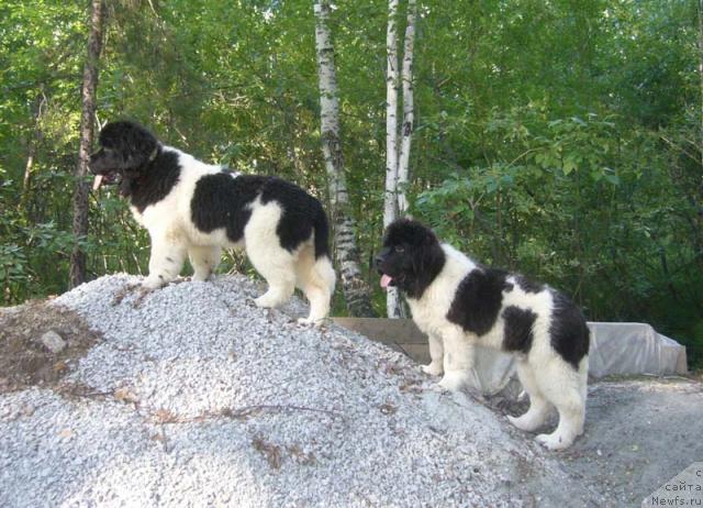 Фотография № 46009