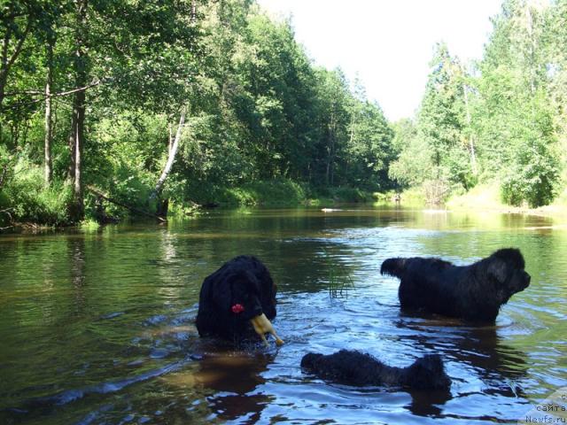 Фото: ньюфаундленд Лесная Сказка Лунная Соната, [[d9336]
