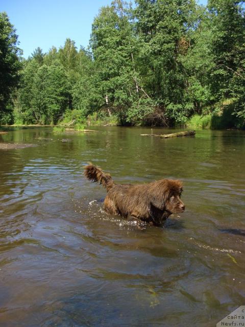 Фото: ньюфаундленд Бархатка Роскошная