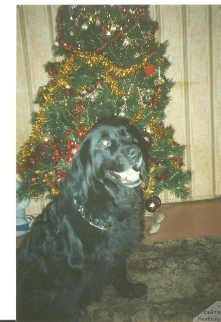 Фото: ньюфаундленд Ульрика